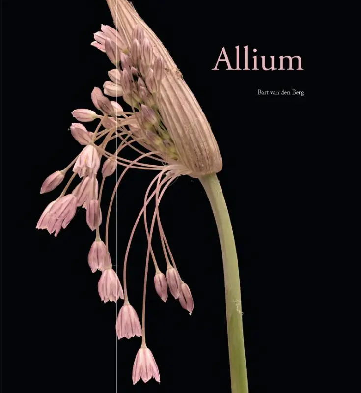 Allium