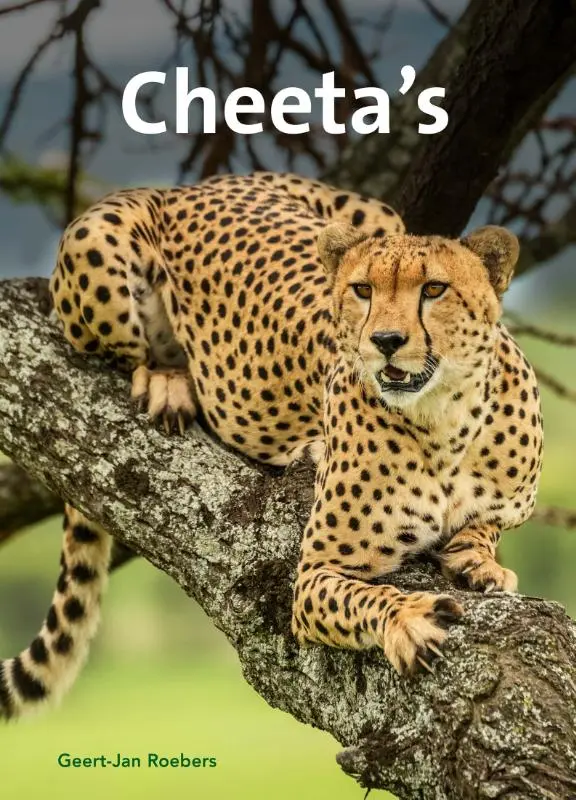 Cheeta's