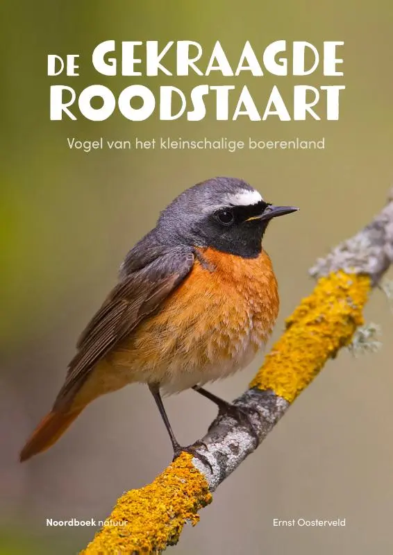 De gekraagde roodstaart
